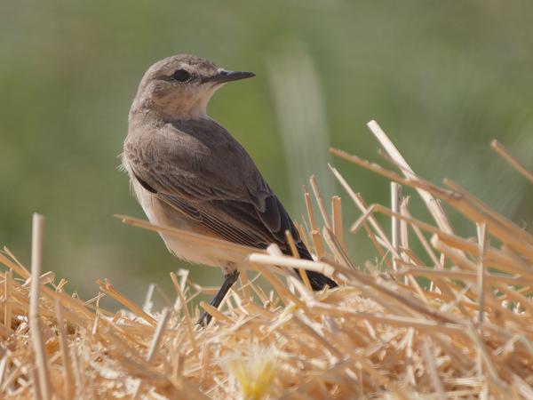<h3><a href="/trips/oman/biota/animalia/chordata/aves/040 passeriformes/108 muscicapidae/oenanthe isabellina/oenanthe isabellina-nl.html">Oenanthe&nbsp;isabellina</a> / Isabelline&nbsp;wheatear / Izabeltapuit</h3>OM-1 Mark II met OLYMPUS M.150-400mm F4.5, 1/2000 sec  bij F4.5, ISO 200, afstand 11.7&nbsp;m